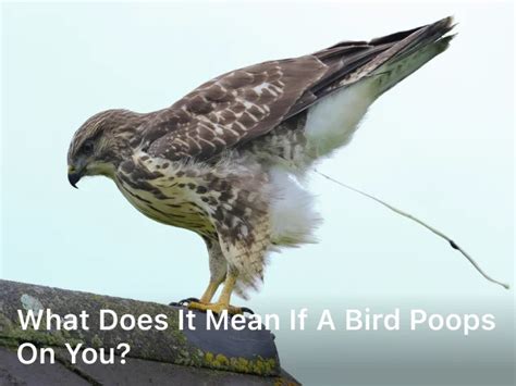chances of bird pooping on you|ALL WE KNOW: What Does It Mean When A Bird Poops On You .